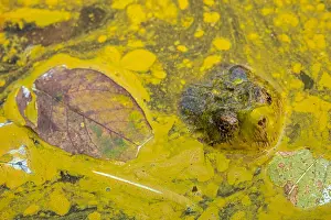 Issues: snapping turtle, Chelydra serpentina, and algal
