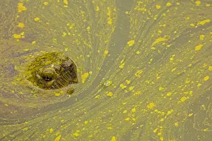 Issues: snapping turtle, Chelydra serpentina, and algal