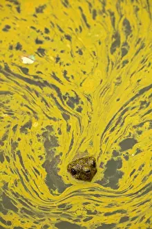 Issues: snapping turtle, Chelydra serpentina, and algal