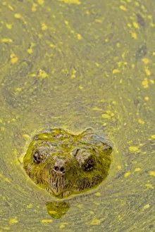 Issues: snapping turtle, Chelydra serpentina, and algal