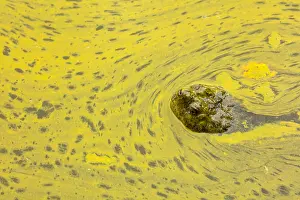 Issues: snapping turtle, Chelydra serpentina, and algal