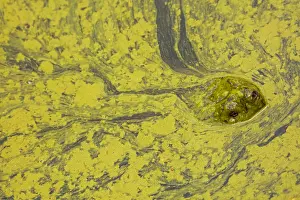 Issues: snapping turtle, Chelydra serpentina, and algal