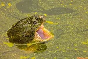 Issues: snapping turtle, Chelydra serpentina, and algal