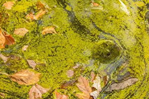 Issues: snapping turtle, Chelydra serpentina, and algal