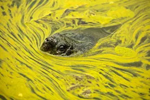 Issues: snapping turtle, Chelydra serpentina, and algal