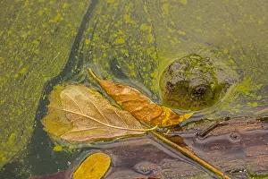 Issues: snapping turtle, Chelydra serpentina, and algal