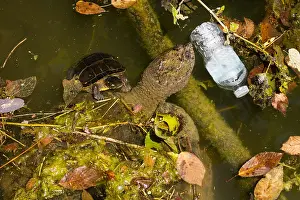 Chelydra: snapping turtle, Chelydra serpentina, and, painted