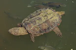Chelydra: snapping turtle, Chelydra serpentina, and Bluegills