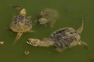 Chelydra: Snapping turtle, Chelydra serpentina, Maryland