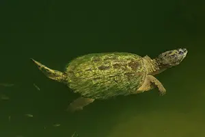 Snapping: Snapping turtle, Chelydra serpentina, Maryland
