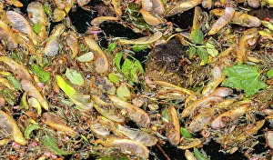 Winds: Snapping turtle, Chelydra serpentina, May, water