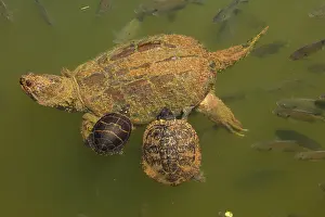 Chelydra: snapping turtle, Chelydra serpentina, and painted
