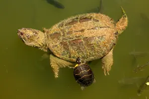 Chelydra: snapping turtle, Chelydra serpentina, and painted