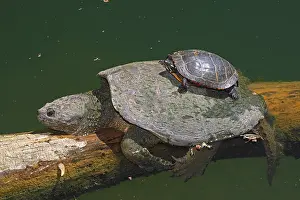 Snapping: Snapping turtle, Chelydra serpentina, and painted