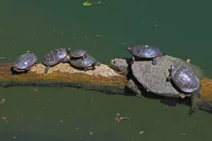 Snapping: Snapping turtle, Chelydra serpentina, and painted