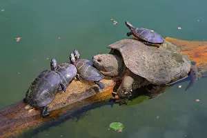 Snapping: Snapping turtle, Chelydra serpentina, and painted