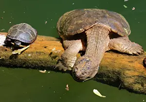 Snapping: Snapping turtle, Chelydra serpentina, and painted
