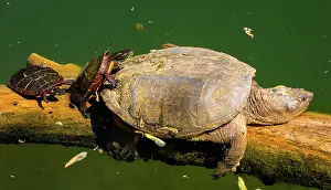 Snapping: Snapping turtle, Chelydra serpentina, and painted
