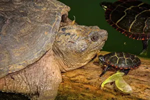 Snapping: Snapping turtle, Chelydra serpentina, and painted