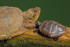 Snapping: Snapping turtle, Chelydra serpentina, and painted