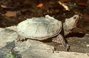 Chelydra: Snapping Turtle (Chelydrya serpentina)