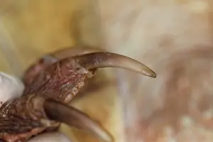 Chelydra: Snapping Turtle Claw
