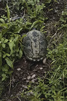 Preparing: Snapping Turtle Digging Nest