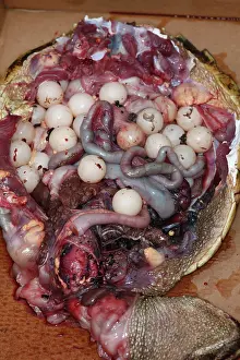 Chelydra: Snapping Turtle Dissection