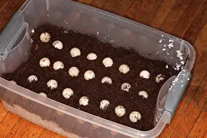 Rehabilitation: Snapping Turtle Eggs