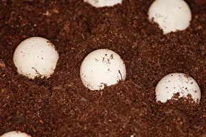 Rehabilitation: Snapping Turtle Eggs