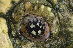 Snapper: Snapping Turtle Eye