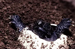 Emerge: Snapping Turtle hatching