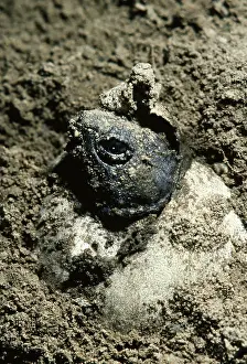 Chelydra: Snapping Turtle Hatching