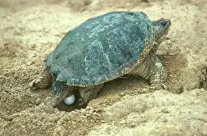 Chelydra: Snapping Turtle Laying Eggs
