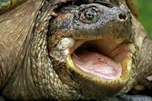 Snap: Snapping Turtle - Male