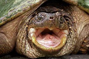 Snap: Snapping Turtle - Male