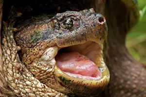 Snap: Snapping Turtle - Male