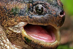 Snap: Snapping Turtle - Male