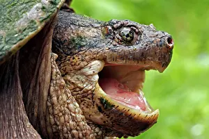 Snap: Snapping Turtle - Male