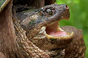 Snap: Snapping Turtle - Male