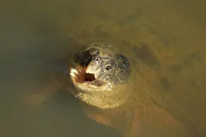 Breathing: Snapping turtle, Maryland, feeding on surface