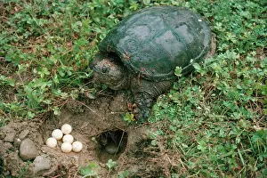 Chelydridae: Snapping Turtle at Nest