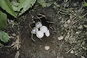 1985: Snapping Turtle Nest