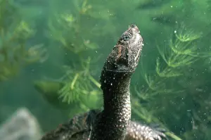 Chelydra: Snapping Turtle Underwater
