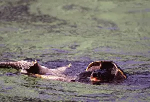 Snapper: Snapping Turtles