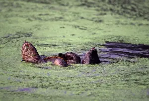 Snapper: Snapping Turtles