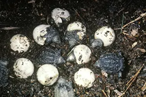 Chelonian: Snapping Turtles