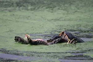 Snapper: Snapping Turtles