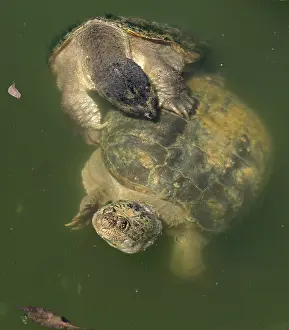 310718: snapping turtles, Chelydra serpentina, mating, Maryland
