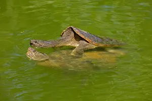 Chelydra: snapping turtles, Chelydra serpentina, mating, Maryland